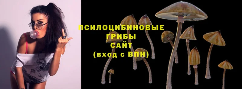 наркотики  Кострома  Псилоцибиновые грибы Psilocybe 